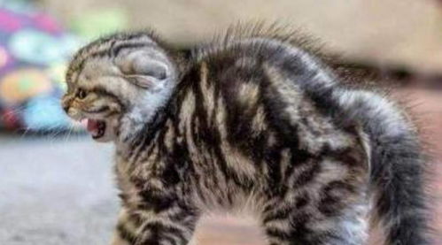 奇闻录，母猫产下双头三眼双鼻双嘴猫，科学家惊呼生命奇迹！
