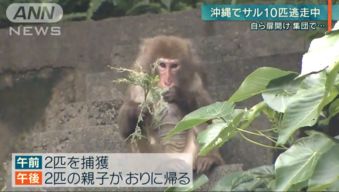 男子遭遇猴子抢食，竟还挨了一巴掌——记一次惊险的动物遭遇