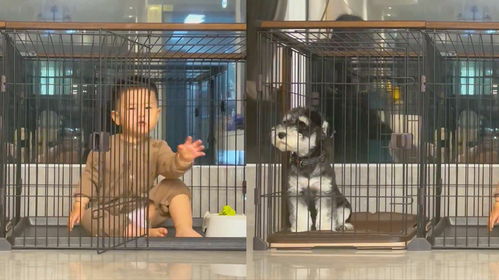 萌娃带狗狗爬进冰箱里