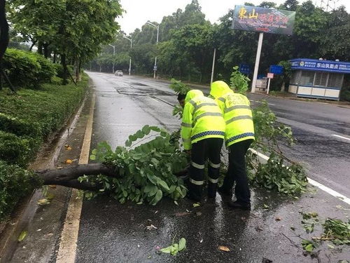 济南交警徒手清理拦路树枝